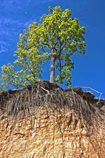 Bos aan de rand van de klif — Stockfoto