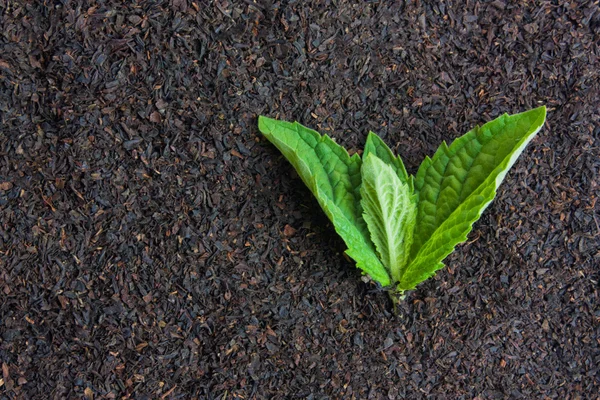 Черный чай с мятными листьями — стоковое фото