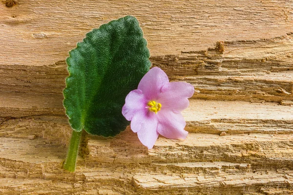 stock image Flower with leaves on the wood