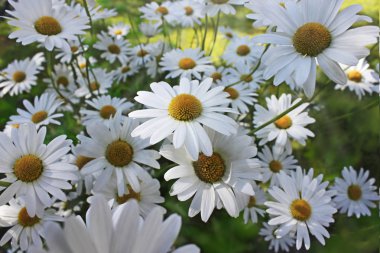 Marguerites