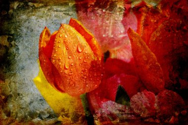 Vintage tulips with water droplets clipart