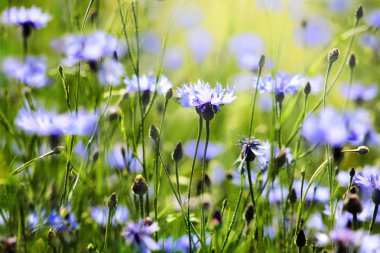 Cornflowers clipart