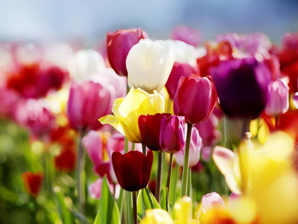 Tulips in bloom — Stock Photo, Image
