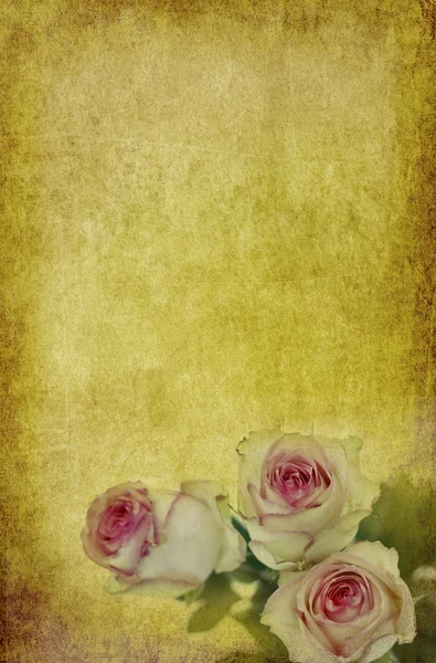 Rosas em papel velho — Fotografia de Stock