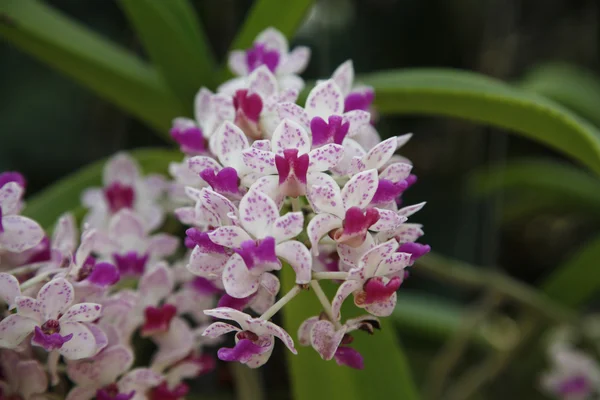 stock image Close-up of primula flower against white background