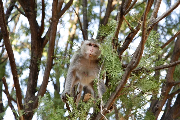 Apa på träd, djungel — Stockfoto