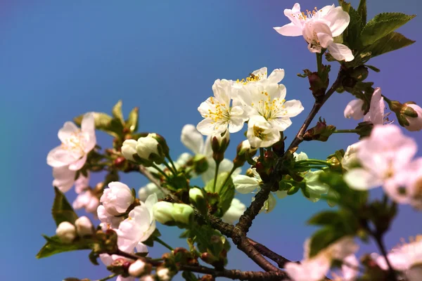 stock image Spring blossom: branch of a blossoming Apricot tree on garden background