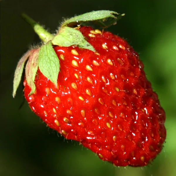 stock image Strawberries berry