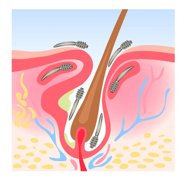 Demodex — Stock Vector