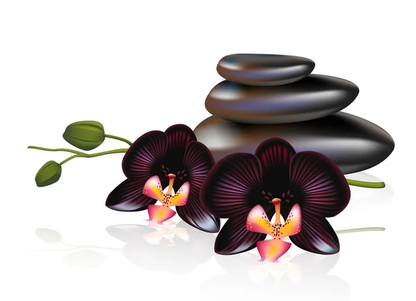 Камень с черными орхидеями. Спа композиция . — стоковый вектор