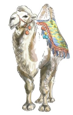 Camel Bactrian. Watercolor style. clipart
