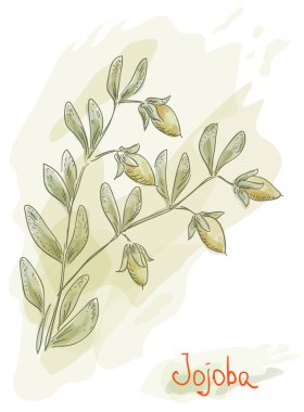 Jojoba branch with fruits. Watercolor style. clipart