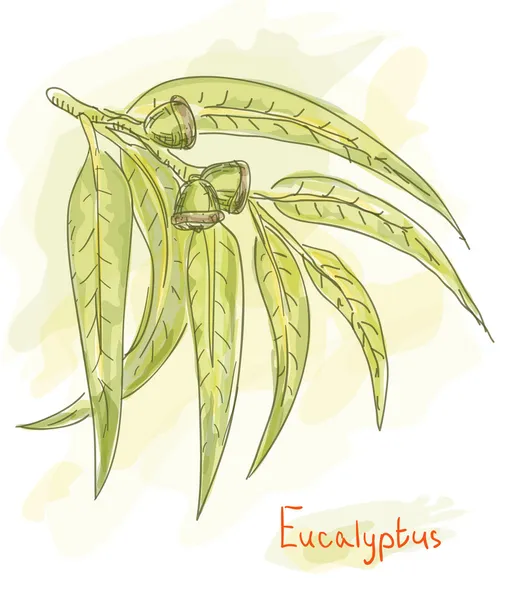 Rama de eucalipto. Estilo acuarela . — Archivo Imágenes Vectoriales