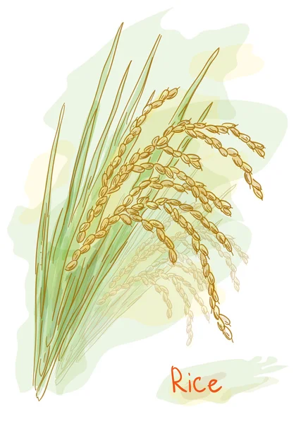 水稻 （水稻）。水彩风格. — 图库矢量图片