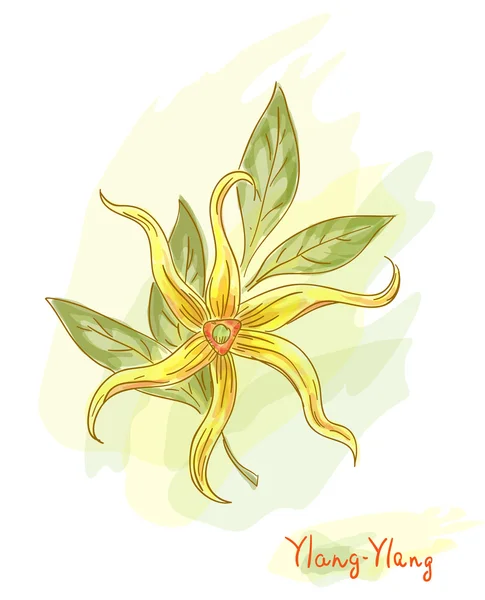Fiore tropicale - ylang-ylang (Cananga ). — Vettoriale Stock
