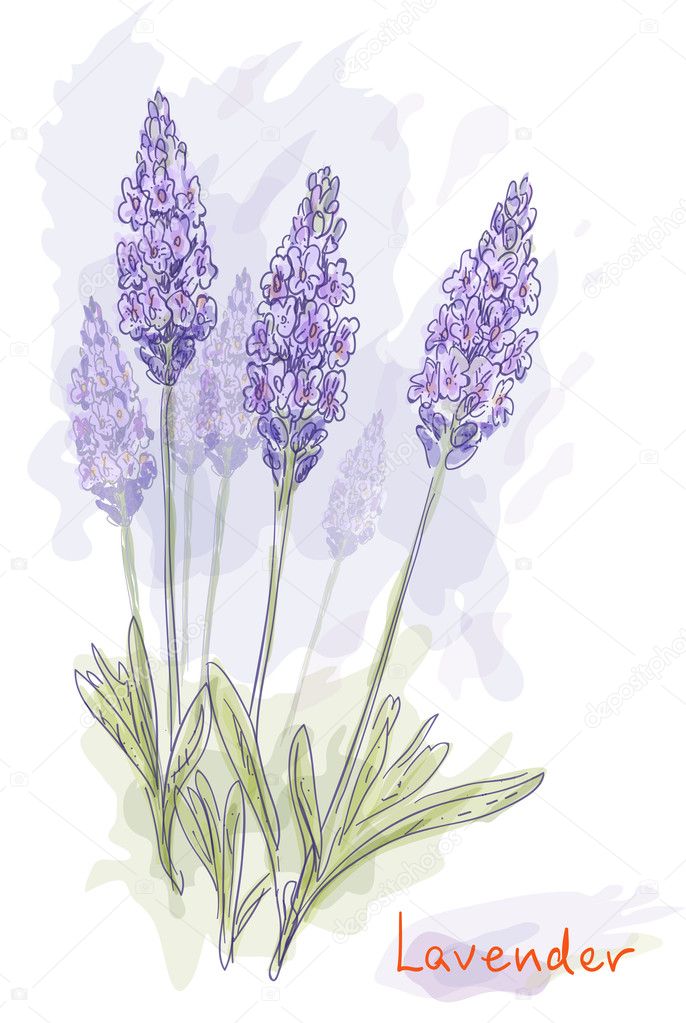 Lavender flowers (Lavandula). Watercolor style.