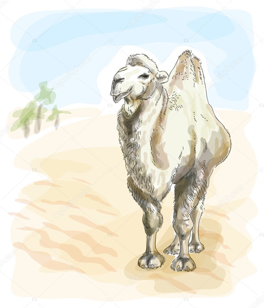 Camel Bactrian. Watercolor style.