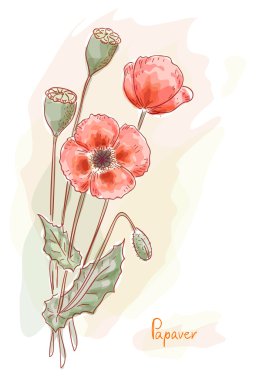 Red poppy (Papaver). Watercolor style. clipart