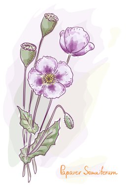 Opium poppy (Papaver somniferum). clipart