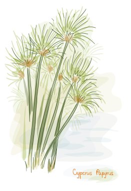 Papirüs bitki. (Cyperus papirüs)