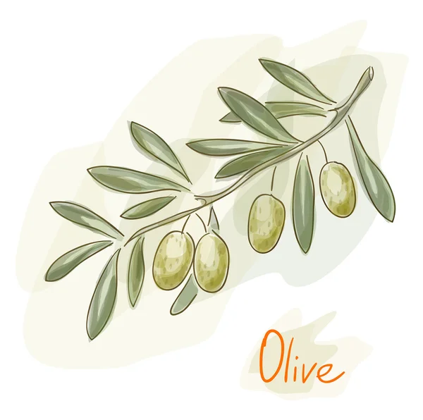 Un ramo d'ulivo. Stile acquerello . — Vettoriale Stock