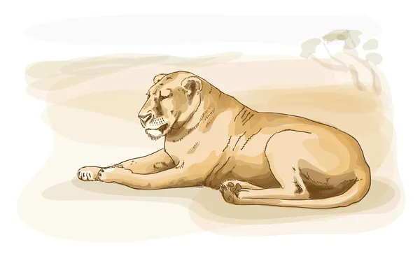 Lion. Style aquarelle . — Image vectorielle