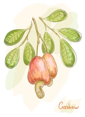 Apples with nuts cashew. Watercolor style. clipart