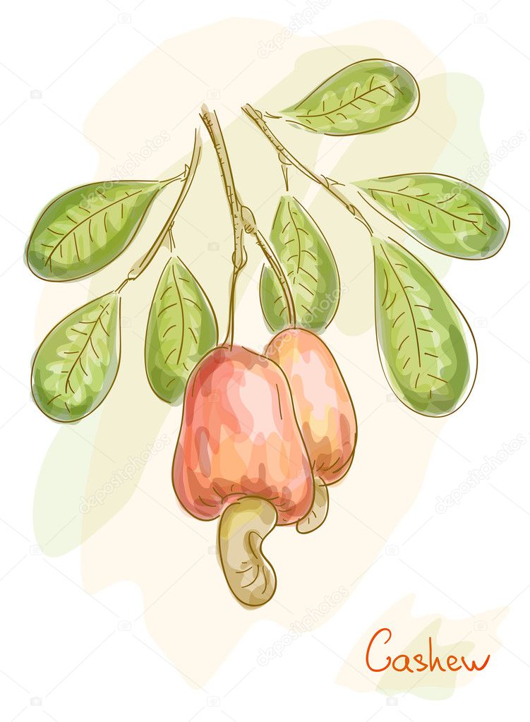 Apples with nuts cashew. Watercolor style.