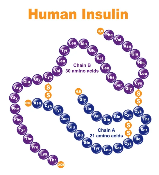 Инсулин человека . — стоковый вектор