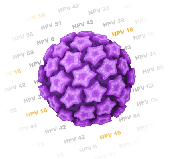 humán papillomavírus hpv vírus)