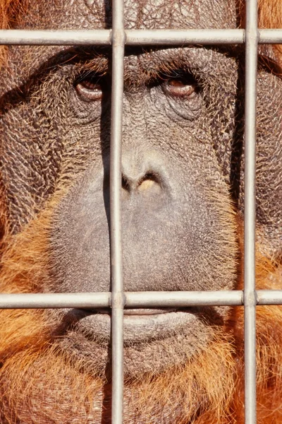 Cara de orangotango assistindo por trás de barras de aço — Fotografia de Stock