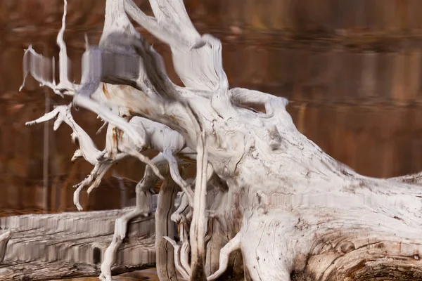 Verweerde oude bomen gespiegeld op rippledd oppervlak — Stockfoto