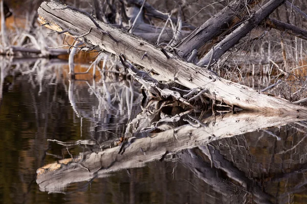 Väderbitna gamla träden speglas på lugnt vattenyta — Stockfoto