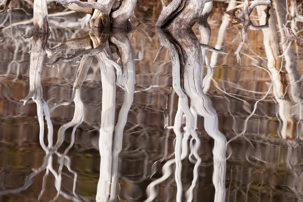 Verwittertes Totholz spiegelt sich auf welliger Oberfläche — Stockfoto