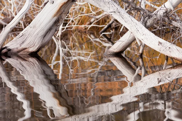 Väderbitna döda träden speglas på krusade ytan — Stockfoto