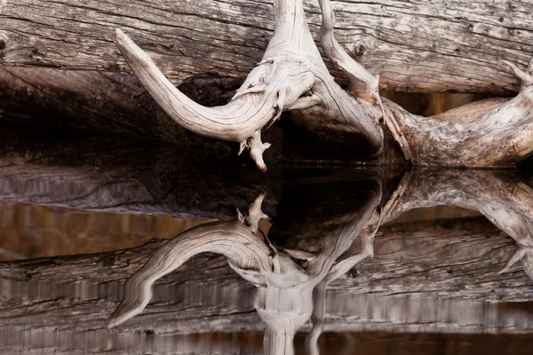 Выветрившиеся старые деревья отражались на спокойной поверхности воды — стоковое фото