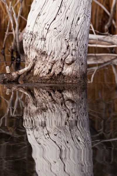 stock image Weathered old trees mirrored on calm water surface