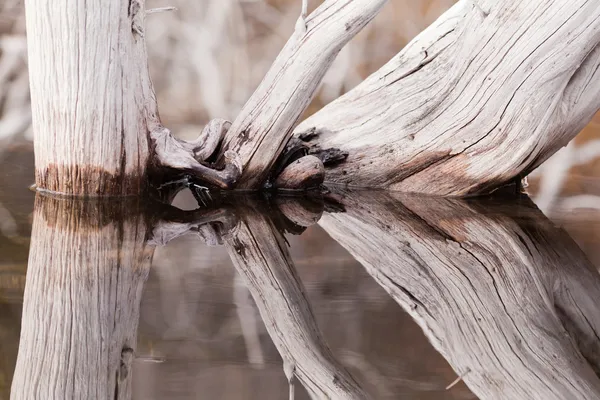 Árvores velhas desgastadas espelhadas na superfície de água calma — Fotografia de Stock