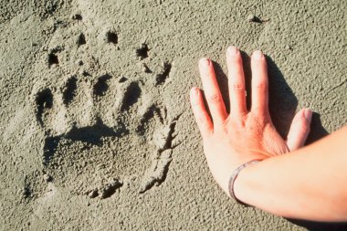 Grizzly bear track and human hand. clipart