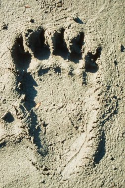 Grizzly bear track in soft mud. clipart