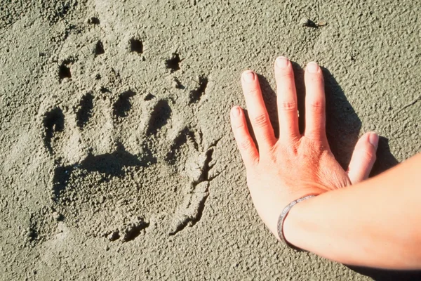 Medvěd grizzly stopa a lidská ruka. — Stock fotografie