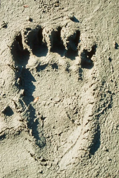 Grizzly bear track in soft mud. — Stock Photo, Image
