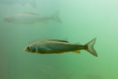 Kuzey Kutbu grayling, thymallus arcticus, sualtı