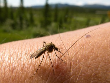 Blood thirsty mosquito on human arm clipart