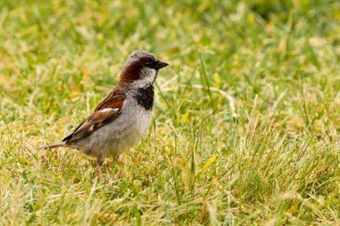 House Sparrow foraging in green grass clipart