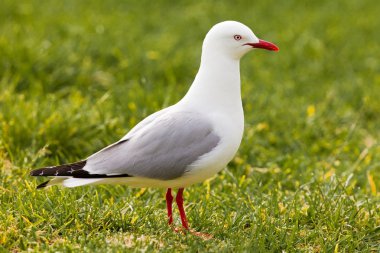 Red-billed Gull foraging in green grass clipart