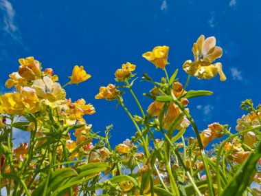 Yellow Nemesia flowers against blue sky clipart