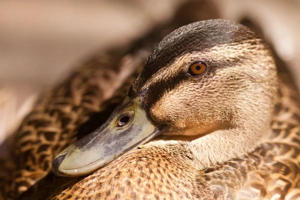 Close up shot of female mallard duck — Stock Photo, Image