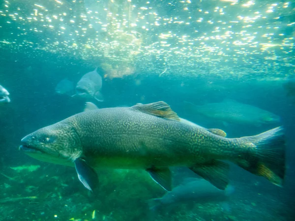 虎鳟鱼 (河鳟 x 溪红点鲑) 水下 — 图库照片