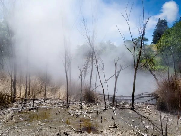Steaming volcanic hot spring in Rotorua, N Zealand — Stock Photo, Image